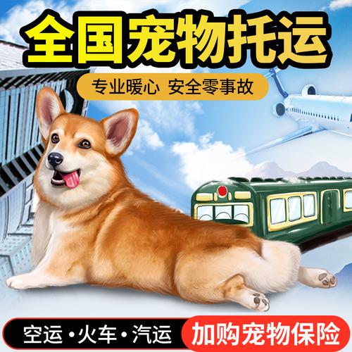 托运宠物快递北京广州郑州上海全国国猫狗兔宠物托运