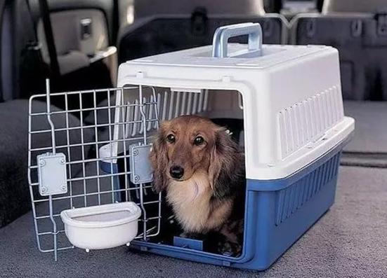 高新西区宠物托运活体专车猫狗运输天天发车
