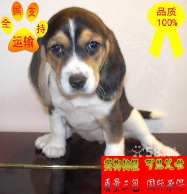 【图】出售比格犬赛级品相比格宝宝疫苗驱虫已做保健康签协议 - 沙坪坝宠物狗 - 重庆58同城